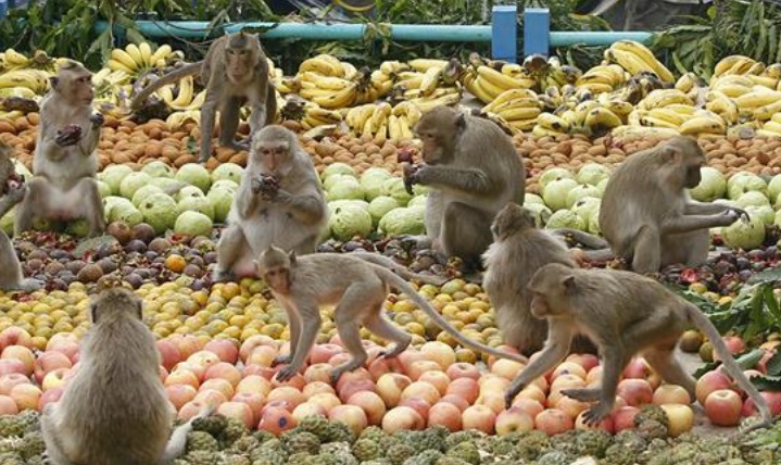 Insolite : Un festin pour les singes Insolite : Un festin pour les singes