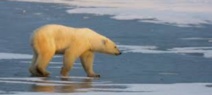 Les polluants chimiques, une autre menace pour les ours polaires Les polluants chimiques, une autre menace pour les ours polaires