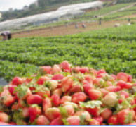 Insolite :​ Champ de fraises