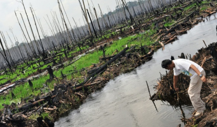 La disparition des tourbières tropicales accélère le réchauffement La disparition des tourbières tropicales accélère le réchauffement