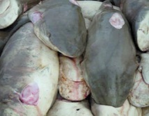La Chine commence enfin sa lutte contre la soupe d'ailerons de requins La Chine commence enfin sa lutte contre la soupe d'ailerons de requins