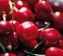Sefrou cueille ses belles cerises Sefrou cueille ses belles cerises