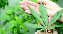 Maroc et Afghanistan, premiers producteurs de drogue dans le monde Maroc et Afghanistan, premiers producteurs de drogue dans le monde