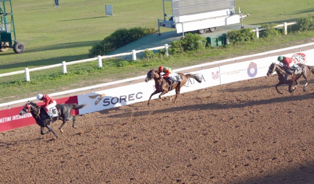 Le pur -sang arabe au Maroc s’est hissé au plus au niveau. Ici Bachar De Carrere loin devant le cheval Omanais Vulcan Du Clos (un placé de G1) et ce, grâce aux efforts de certains propriétaires malgré les bâtons dans les roues de la société « d’encouragement ». Le pur -sang arabe au Maroc s’est hissé au plus au niveau. Ici Bachar De Carrere loin devant le cheval Omanais Vulcan Du Clos (un placé de G1) et ce, grâce aux efforts de certains propriétaires malgré les bâtons dans les roues de la société « d’encouragement ».