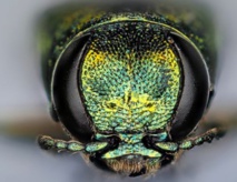 Un minuscule insecte tue des millions d'arbres en Amérique du Nord Un minuscule insecte tue des millions d'arbres en Amérique du Nord