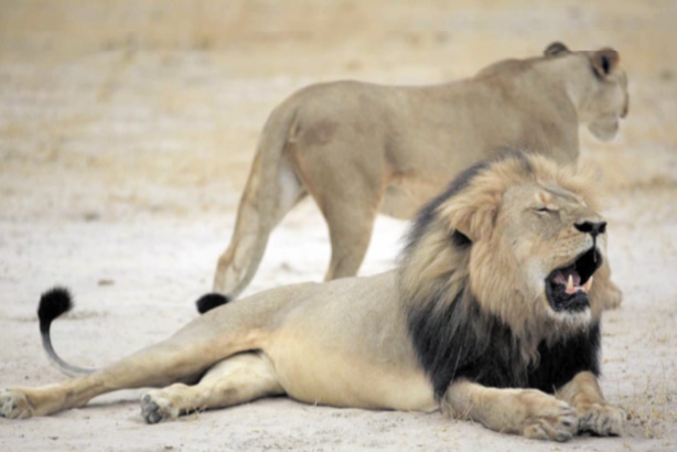 Pourquoi la mort du lion Cecil a provoqué un deuil planétaire Pourquoi la mort du lion Cecil a provoqué un deuil planétaire