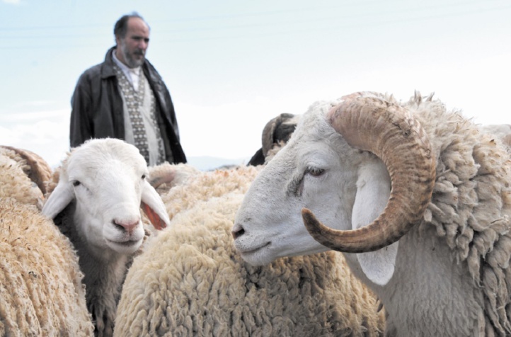 Le mouton de la discorde : Les autorités du préside occupé de Mellilia interdisent l’importation d’ovins marocains pour l’Aïd Le mouton de la discorde : Les autorités du préside occupé de Mellilia interdisent l’importation d’ovins marocains pour l’Aïd