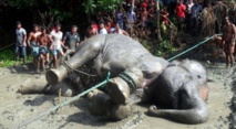 Insolite : Eléphant