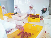 La valorisation du cactus a le vent en poupe La valorisation du cactus a le vent en poupe