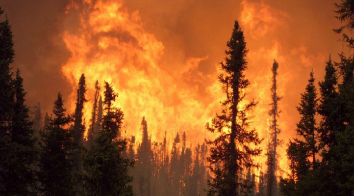Des incendies ravagent plusieurs forêts au Maroc
