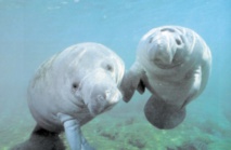 Après un siècle d'absence, les lamantins de retour dans les Antilles françaises Après un siècle d'absence, les lamantins de retour dans les Antilles françaises