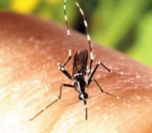 Le Zika pourrait aussi attaquer le cerveau adulte