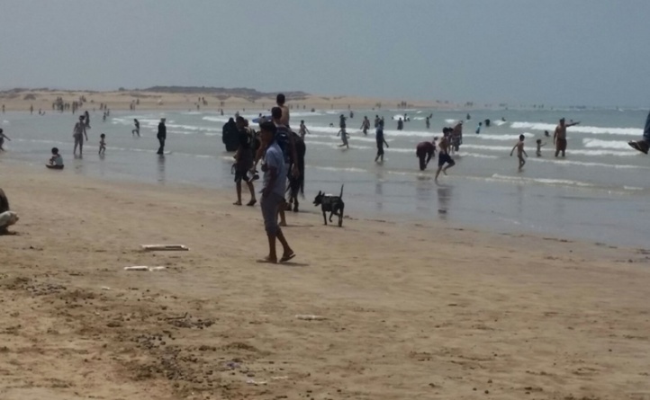 Les dromadaires côtoient les estivants sur la plage d’Essaouira