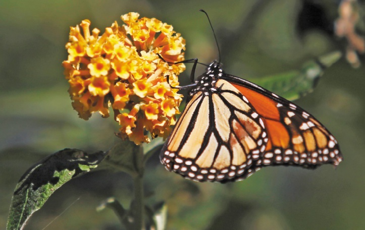 Déclin des pollinisateurs sauvages exposés aux pesticides néonicotinoïdes Déclin des pollinisateurs sauvages exposés aux pesticides néonicotinoïdes