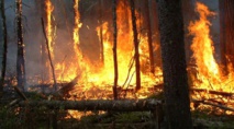 Un total de 270 départs de feu sur une superficie de 1739 ha de forêts depuis le 1er janvier 2016