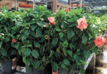 Un puceron résistant aux pesticides pourrait dévaster les cultures aux Etats-Unis Un puceron résistant aux pesticides pourrait dévaster les cultures aux Etats-Unis