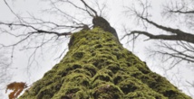 La mousse à l'origine des quantités d'oxygène ayant permis la vie animale La mousse à l'origine des quantités d'oxygène ayant permis la vie animale