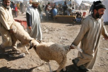 L’offre de cheptel pour Aid Al-Adha couvre largement la demande dans la province d’Essaouira