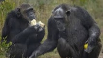 Les chimpanzés préfèrent coopérer qu'être en compétition