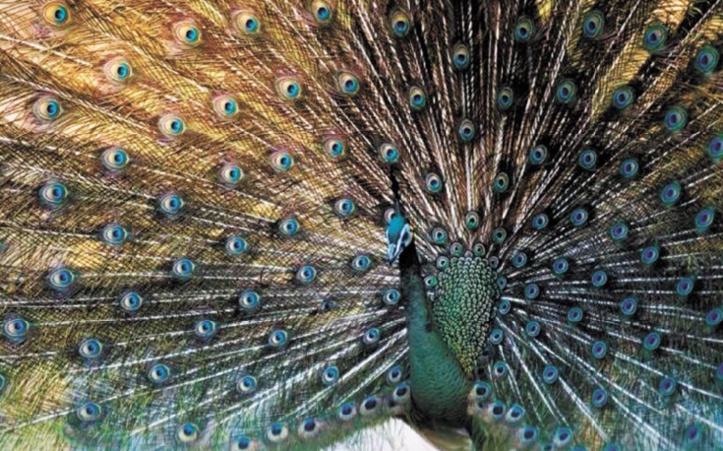 Menace sur le paon de Birmanie, symbole du parti d'Aung San Suu Kyi Menace sur le paon de Birmanie, symbole du parti d'Aung San Suu Kyi