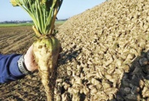 La filière betteravière affiche des performances à Béni Mellal-Khénifra La filière betteravière affiche des performances à Béni Mellal-Khénifra