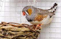 Pourquoi des oiseaux chantent à leurs œufs