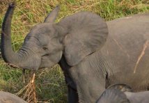 Déclin des éléphants des savanes