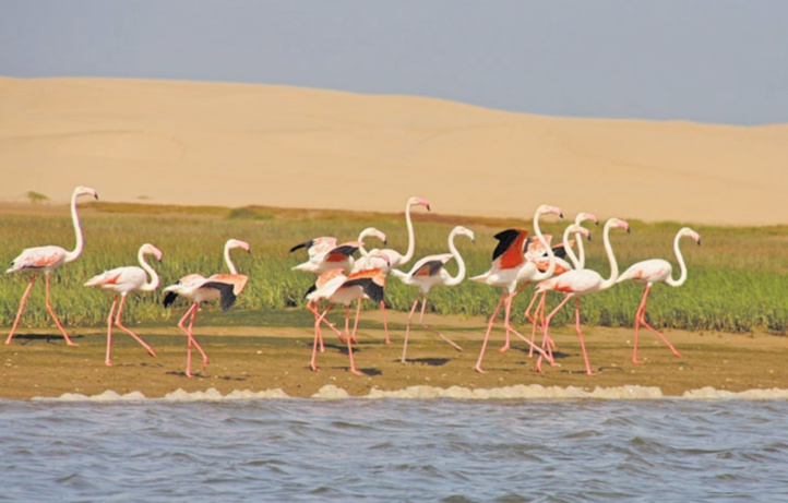 Les potentialités naturelles et écologiques au parc national de Khnifiss Les potentialités naturelles et écologiques au parc national de Khnifiss