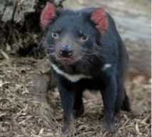L'évolution au secours du diable de Tasmanie