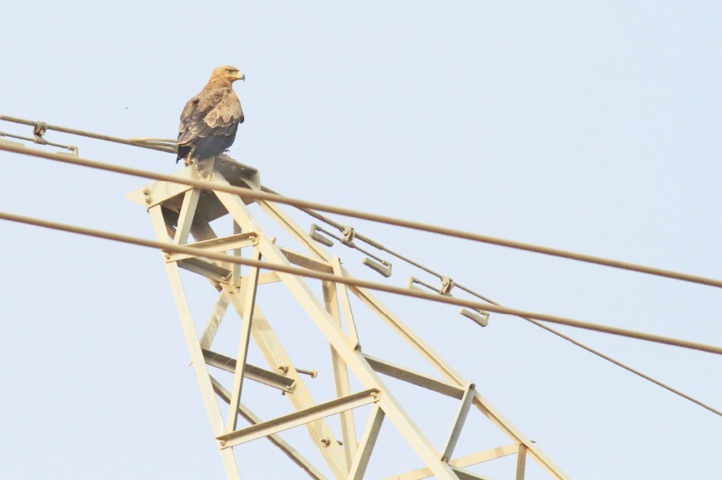 Des rapaces en voie d’extinction pour cause d’électrocution Des rapaces en voie d’extinction pour cause d’électrocution