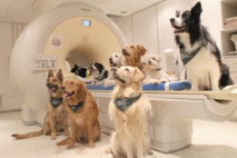 Comme les humains, les chiens distinguent mots et intonations