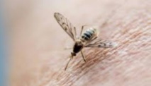Deux vaccins expérimentaux anti-Zika efficaces chez des singes