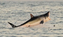 Prédateur devenu proie, le requin en danger