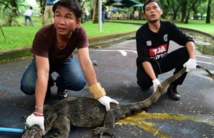 Insolite : Enormes lézards