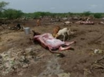 En Inde, les dalits se révoltent et les carcasses de vaches pourrissent En Inde, les dalits se révoltent et les carcasses de vaches pourrissent