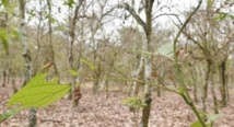 Les insectes envahissants affectent durement l'économie mondiale Les insectes envahissants affectent durement l'économie mondiale