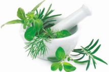 Vers la création d’un centre pour la valorisation des plantes aromatiques et médicinales Vers la création d’un centre pour la valorisation des plantes aromatiques et médicinales