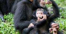 Des cellules reprogrammées utilisées pour régénérer le cœur de macaques