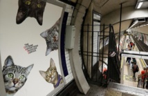 Insolite : Les chats chassent la pub Insolite : Les chats chassent la pub