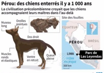 Sous un parc animalier au Pérou, des chiens sacrifiés il y a 1.000 ans