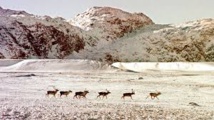 Déclin troublant des hardes de caribous au Canada