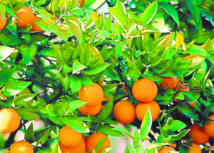 L’Oriental contribue à hauteur  de 14% de la production nationale des agrumes