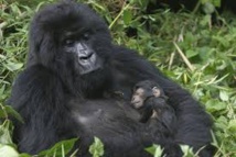 Amour et kalachnikovs au secours des gorilles des montagnes en RDCongo