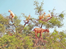 Tout un patrimoine forestier national menacé de désertification Tout un patrimoine forestier national menacé de désertification