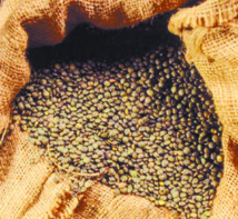 Des lentilles au menu du Conseil de gouvernement Des lentilles au menu du Conseil de gouvernement