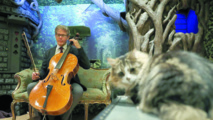 Pour calmer les matous, un violoncelliste leur crée un album