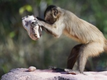 Des singes plus doués qu'on ne le pensait Des singes plus doués qu'on ne le pensait