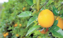 Agrumiculteurs et professionnels planchent sur le développement de la filière Agrumiculteurs et professionnels planchent sur le développement de la filière