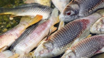 Les poissons d'eau douce cruciaux pour la sécurité alimentaire dans le tiers-monde
