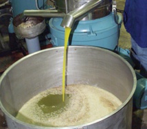 Hausse notable dans les cultures de l’olivier dans la région de Marrakech-Safi en 2016
